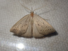 Macrochilo cribrumalis