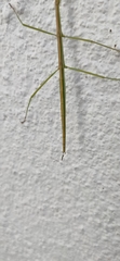 Clonopsis gallica