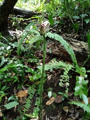 Amorphophallus kiusianus