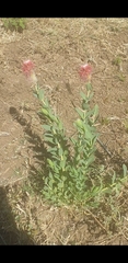Pimelea decora