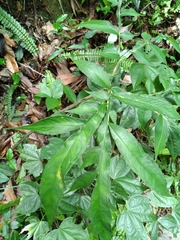 Amorphophallus kiusianus