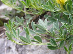 Chamaecytisus wulfii