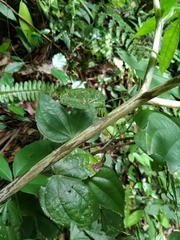 Amorphophallus kiusianus