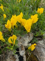 Chamaecytisus wulfii