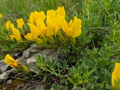 Chamaecytisus wulfii