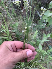 Eremogone longifolia