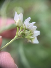Eremogone longifolia