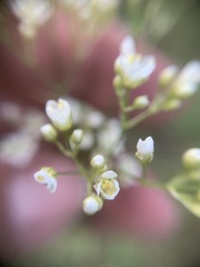 Eremogone longifolia