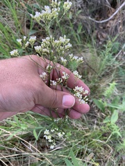 Eremogone longifolia