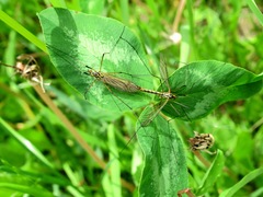 Nephrotoma flavescens