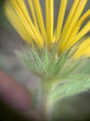 Pentanema hirtum