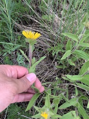 Pentanema hirtum
