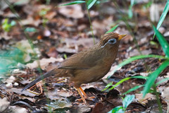 Garrulax canorus