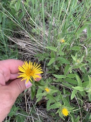 Pentanema hirtum