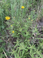 Pentanema hirtum