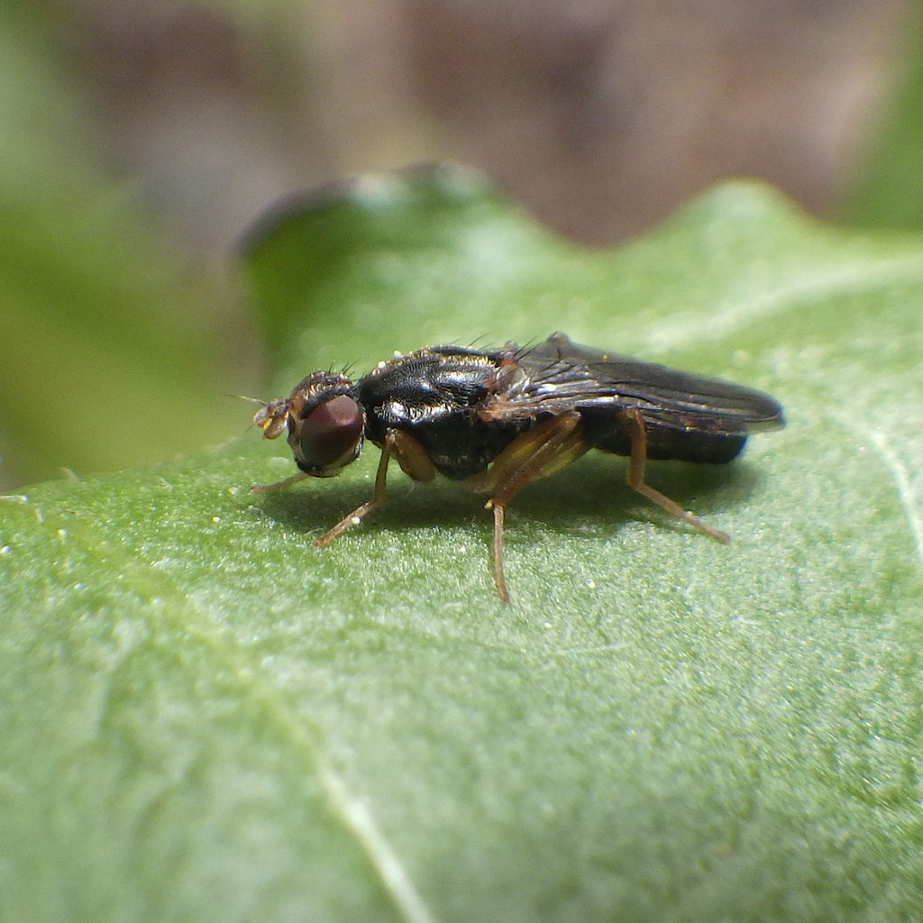 Chyliza erudita