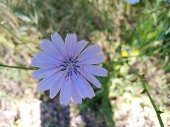 Cichorium intybus