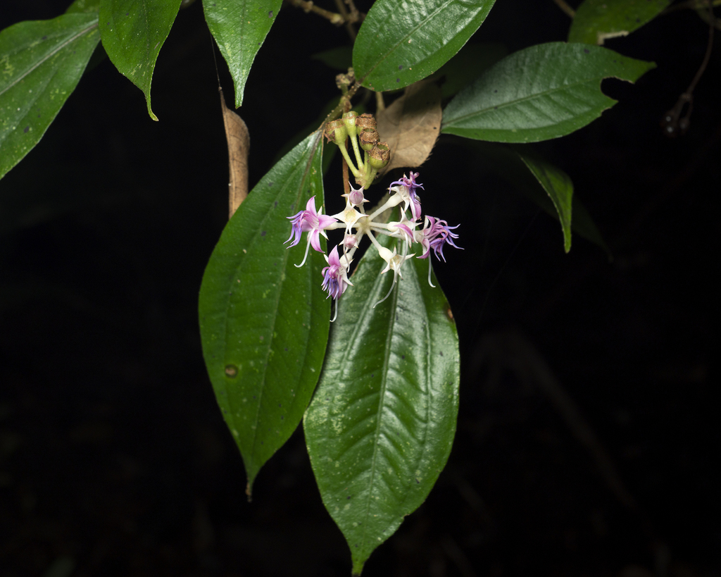 Anerincleistus