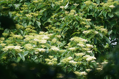 Cornus macrophylla