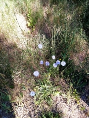 Cichorium intybus