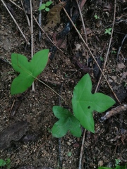 Passiflora viridiflora