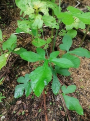 Ibervillea hypoleuca