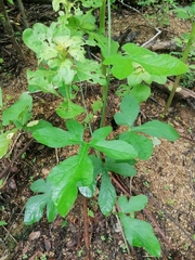 Ibervillea hypoleuca