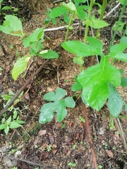 Ibervillea hypoleuca