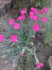 Dianthus plumarius