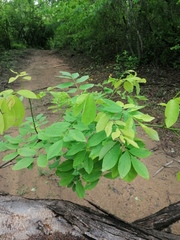 Pterocarpus acapulcensis