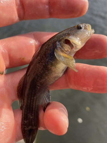 Dusky tripletooth goby (Tridentiger obscurus) — Gobiidae — 4