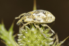 Larinus vulpes