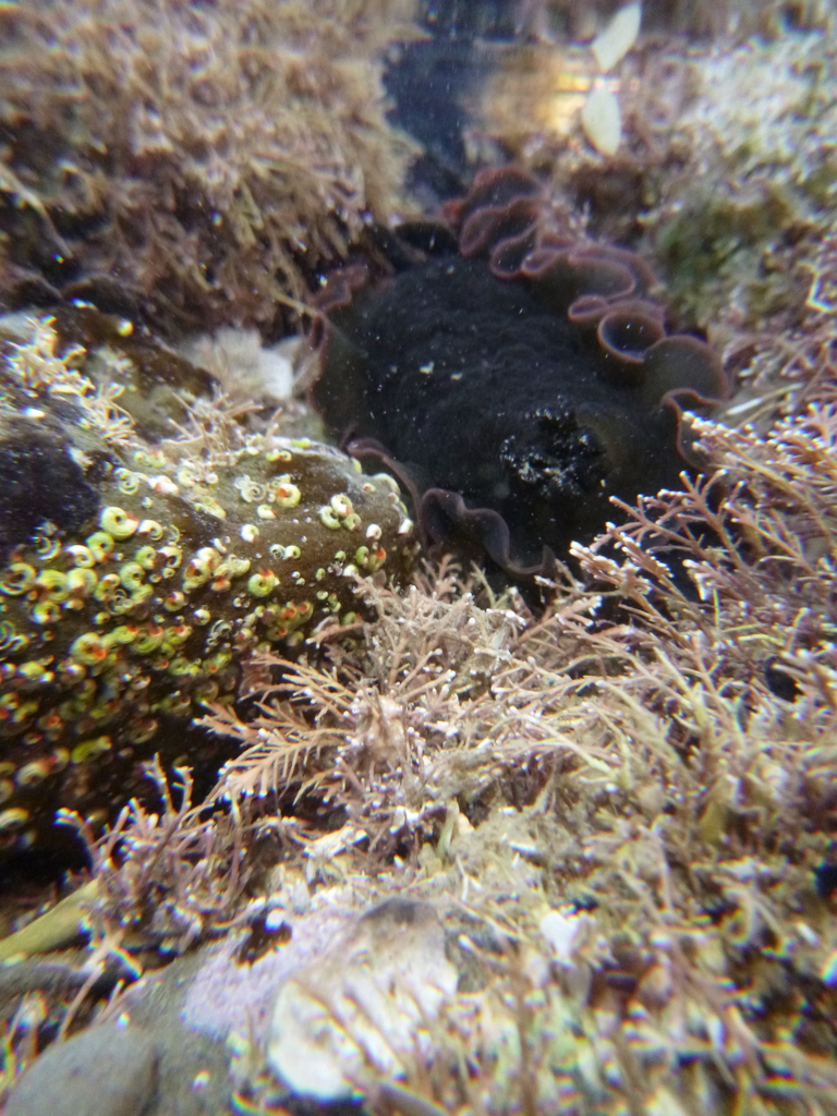 White-spotted Sucking Dorid