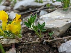 Chamaecytisus wulfii