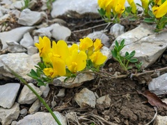 Chamaecytisus wulfii