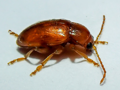 Neocrepidodera transversa