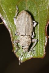 Geonemus flabellipes