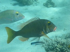 Lethrinidae
