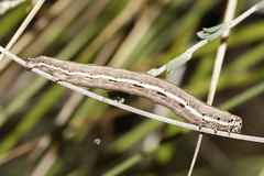 Eurranthis plummistaria