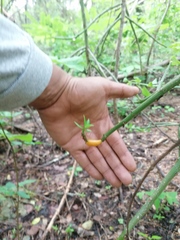 Pereskiopsis kellermanii