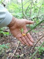 Pereskiopsis kellermanii