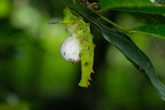Marumba dyras