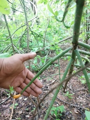 Pereskiopsis kellermanii