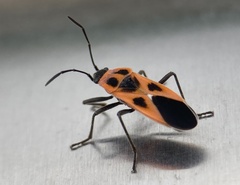 Tropidothorax sinensis
