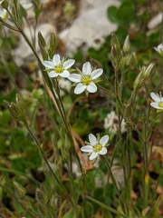 Minuartia adenotricha