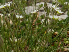 Minuartia adenotricha