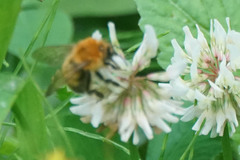 Bombus diversus