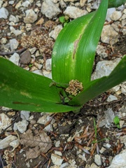 Colchicum umbrosum