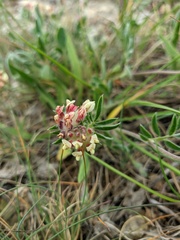 Anthyllis vulneraria pulchella