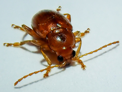 Neocrepidodera transversa